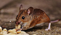 24 Hour & Emergency Exterminators in S Texarkana, TX